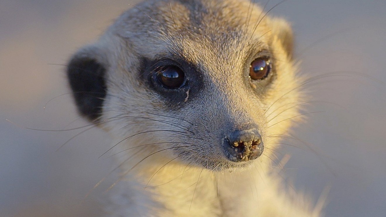 Africa's Wild Year