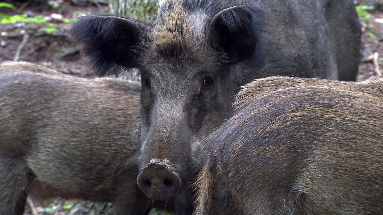 Divoké prase - Návrat