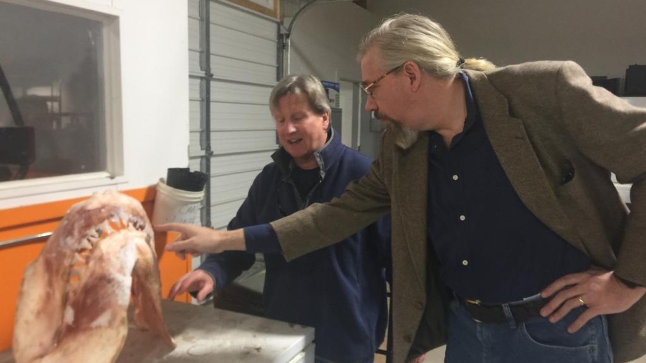 Kosatka versus žralok zabiják