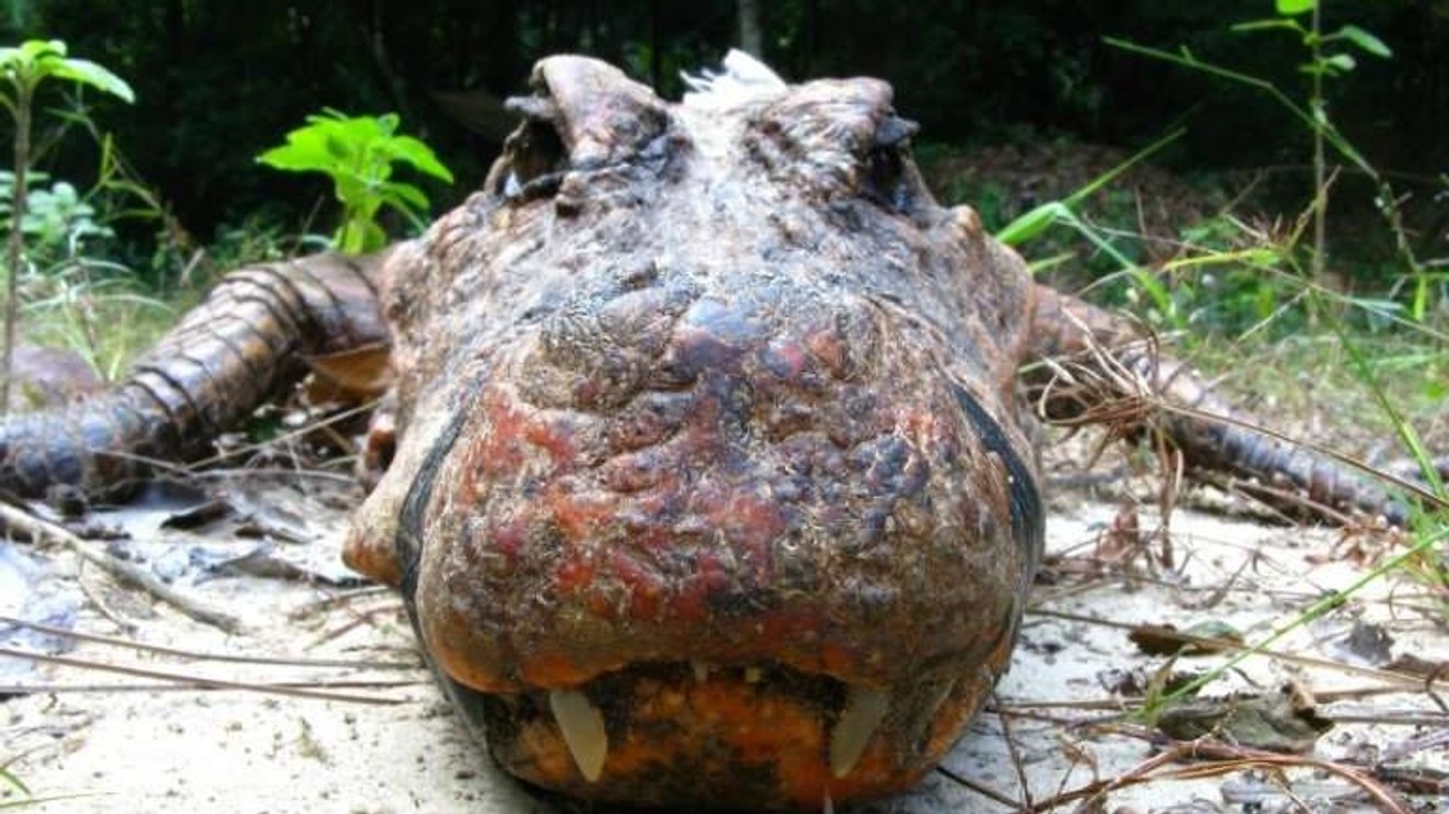 Jeskynní krokodýli Gabonu