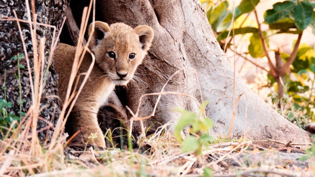 Katavi - Africa's Fallen Paradise