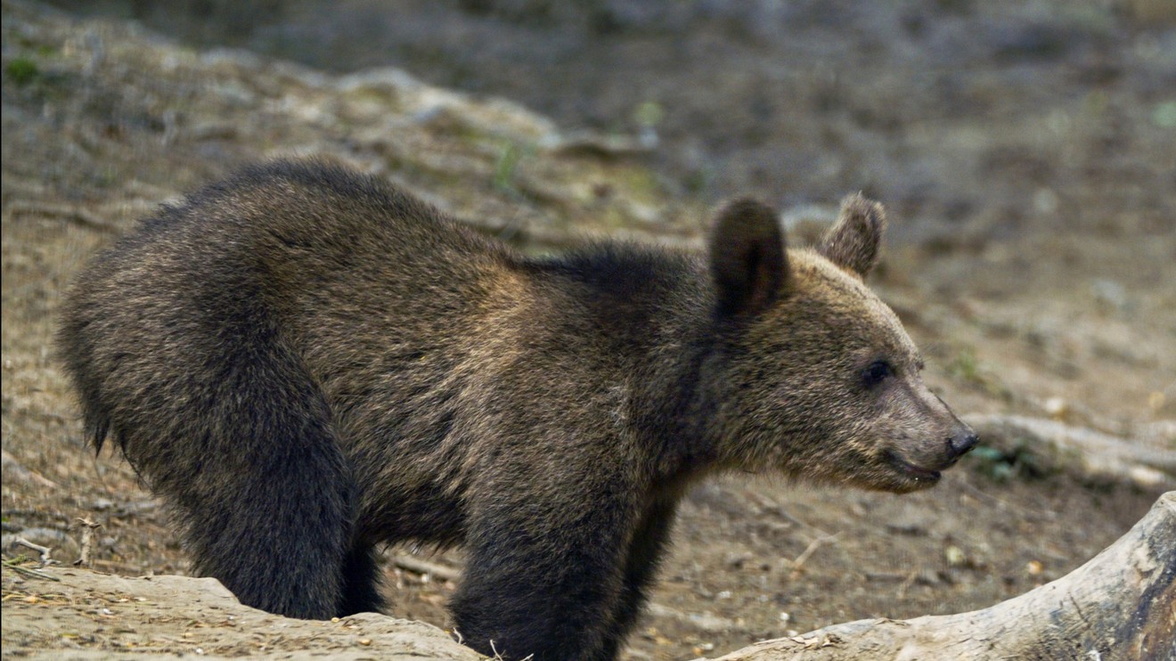 Karpatští predátoři