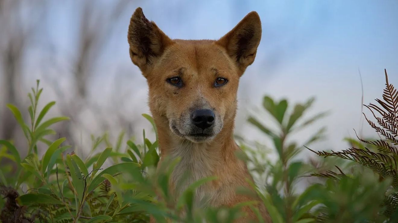 Psi v divočině: Seznamte se