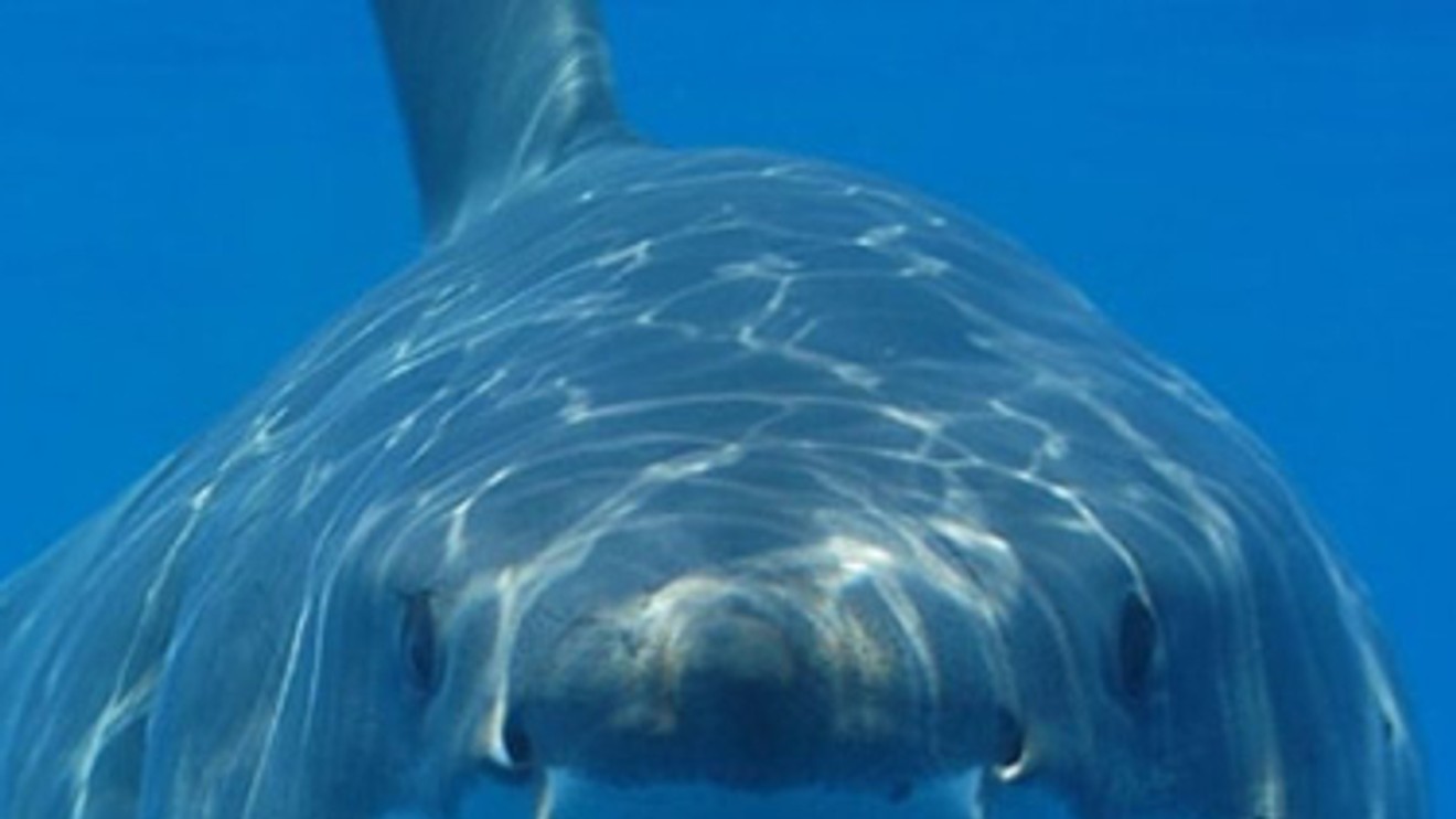 Mýtus jménem žralok