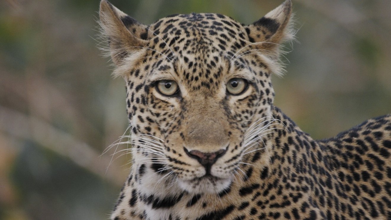 Wild Game: 4 Players