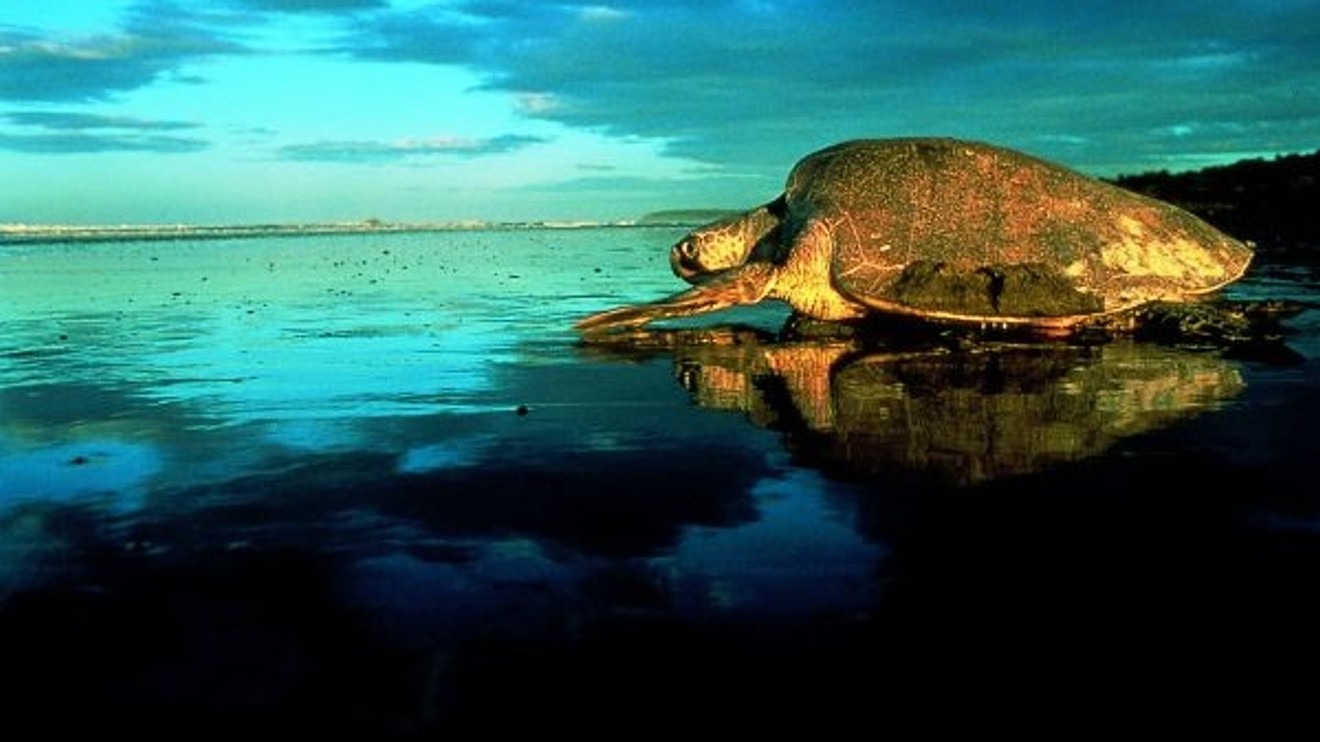Modrá planeta - Historie oceánů