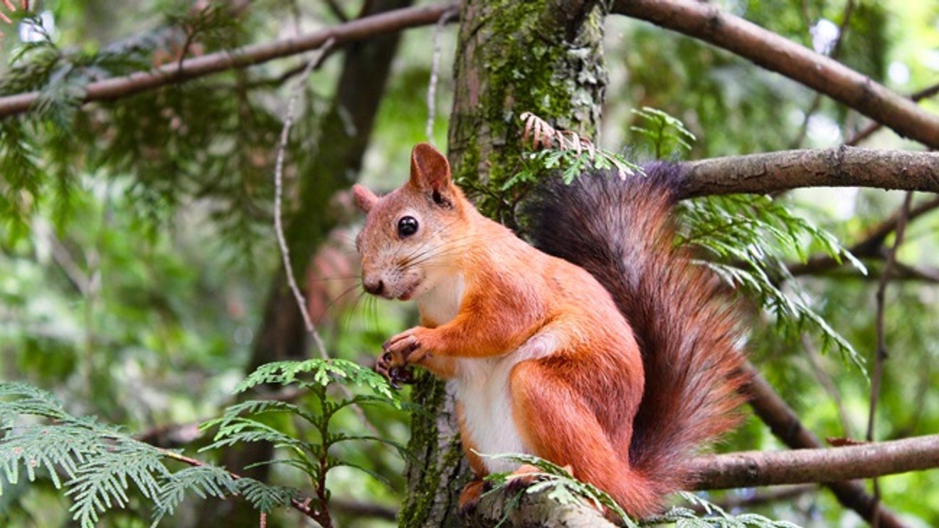 Paní veverka - dobrodružství tisíce a jednoho oříšku