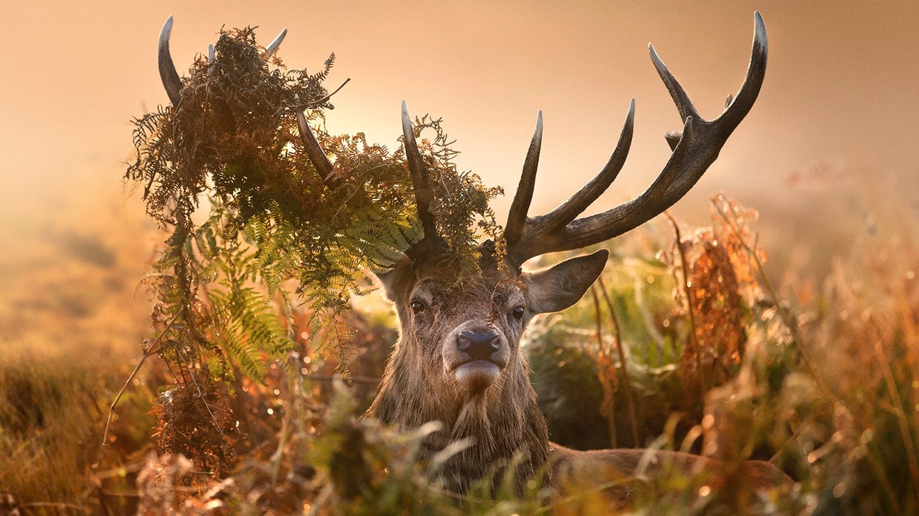 Inside the Forest: Seasons of Wonder