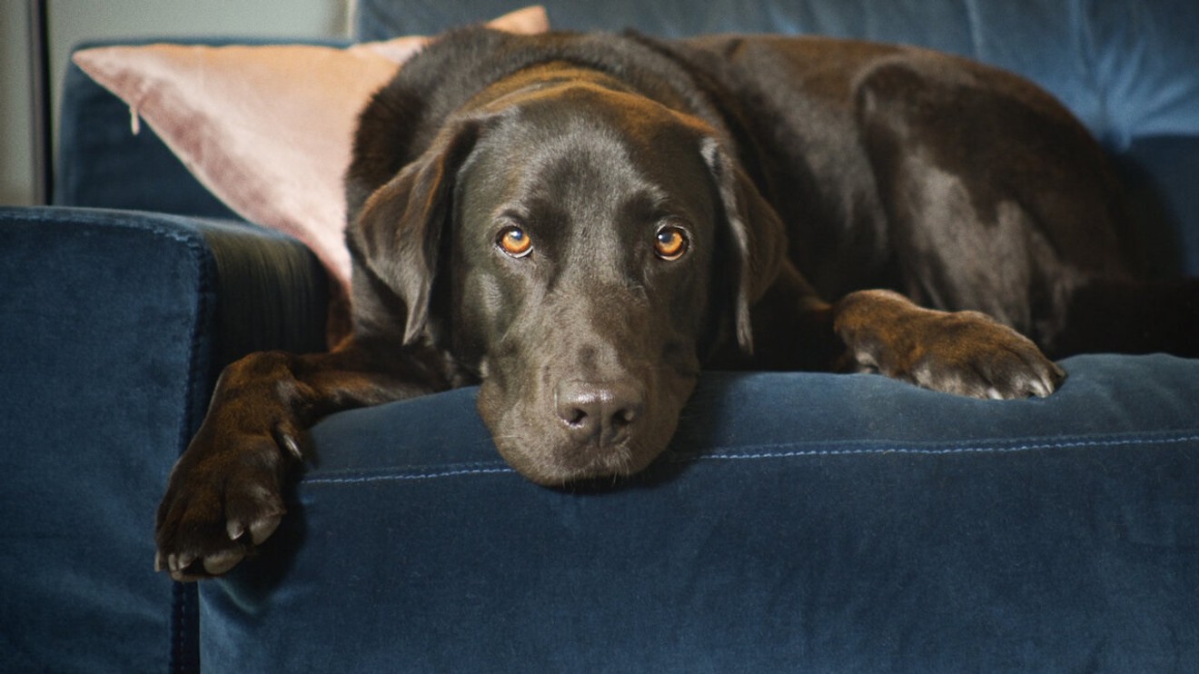 The Secret Life of Our Pets