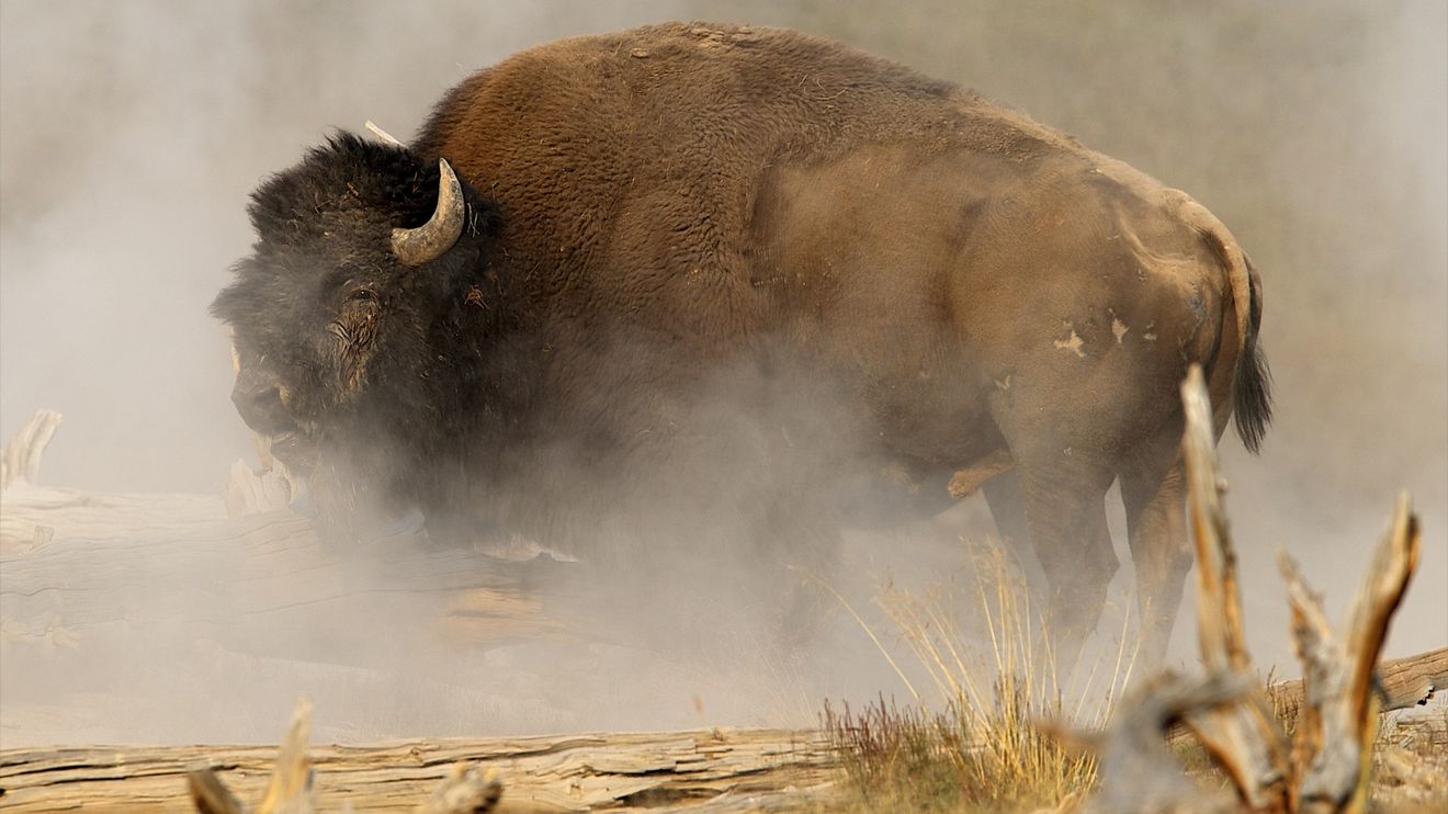 Bizon - ikona americkej divočiny