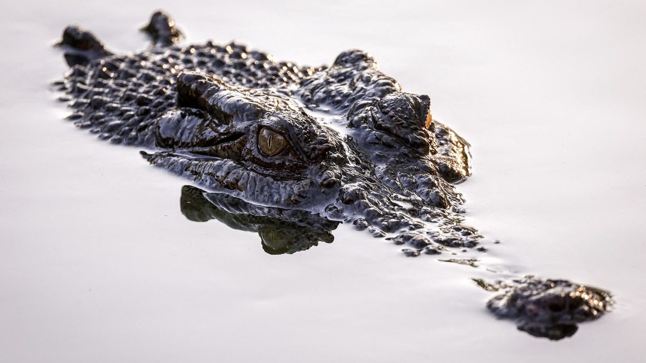 Krokodýl - Král australské divočiny