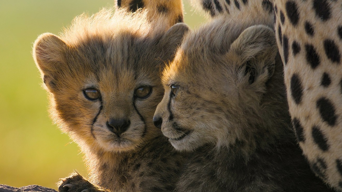 Gepardi zblízka s Bertiem Gregorym