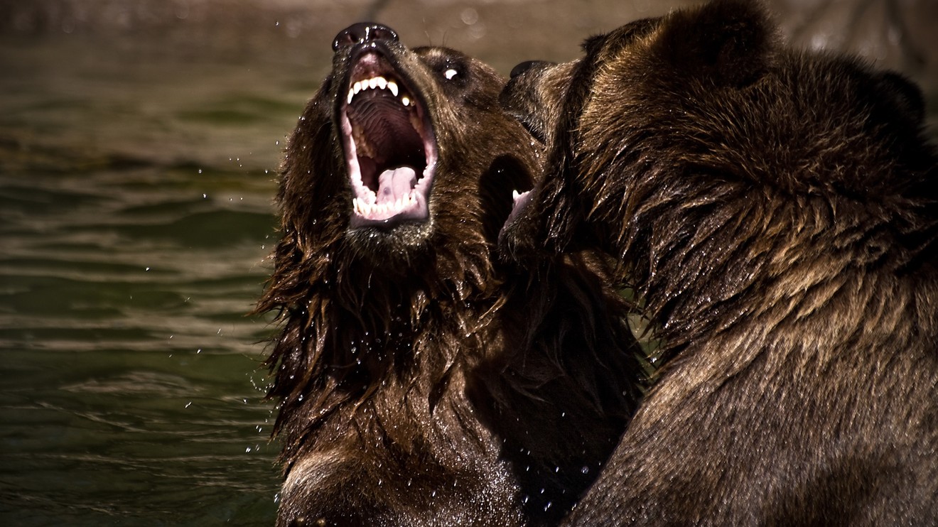 Zvířecí klub rváčů