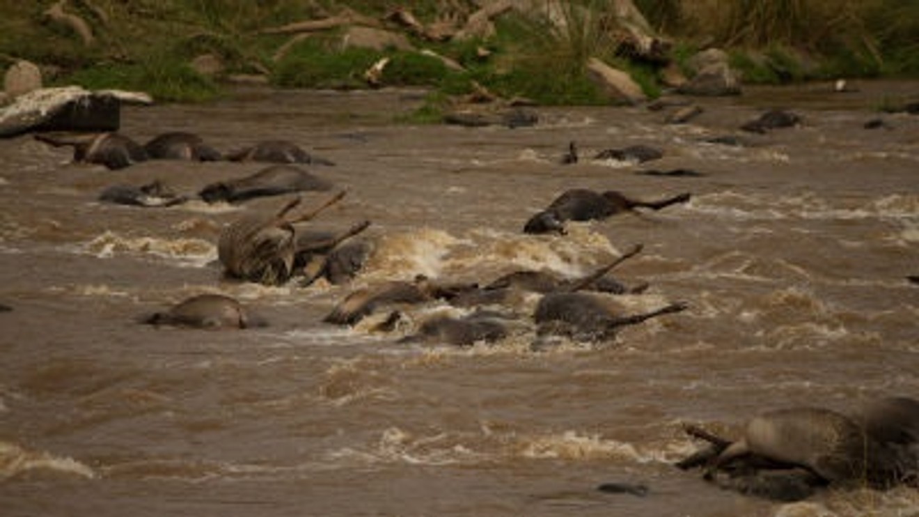 Krokodýlí války: Grumeti vs. Mara