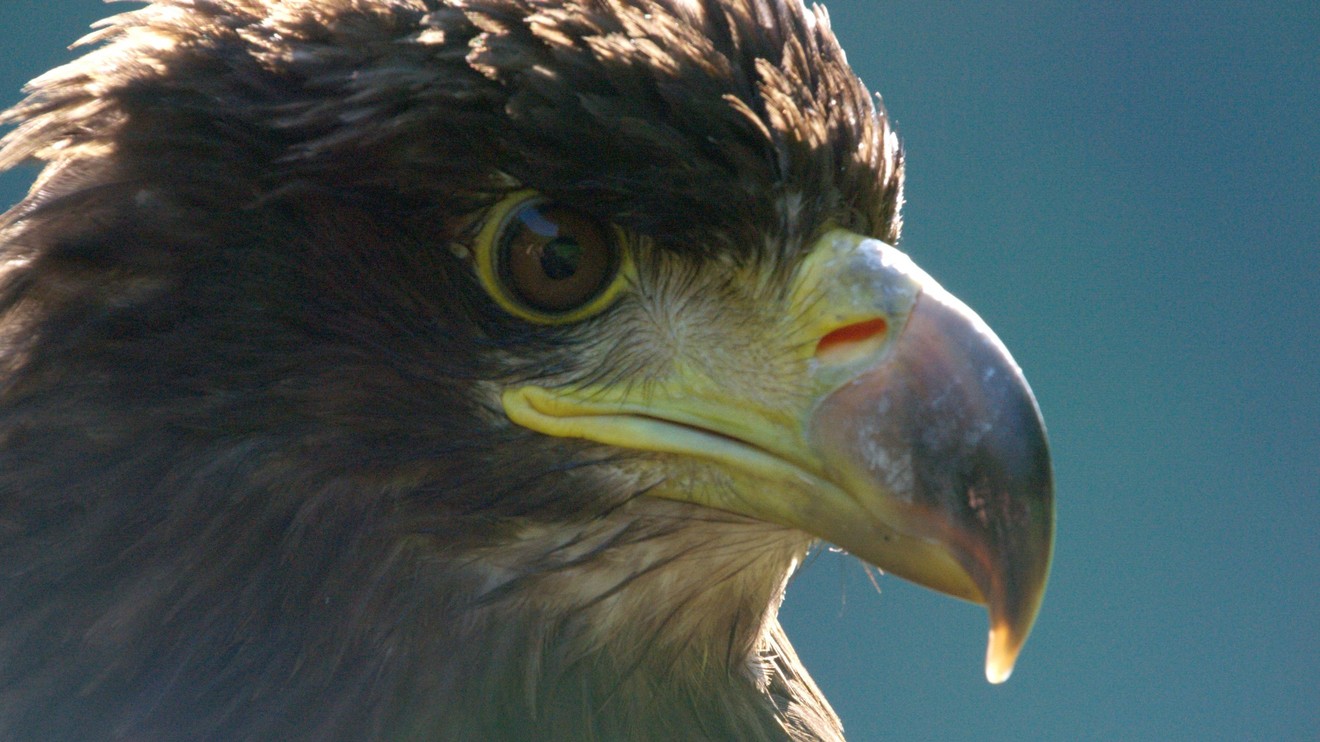 Rakousko: Jedna země, šest národních parků
