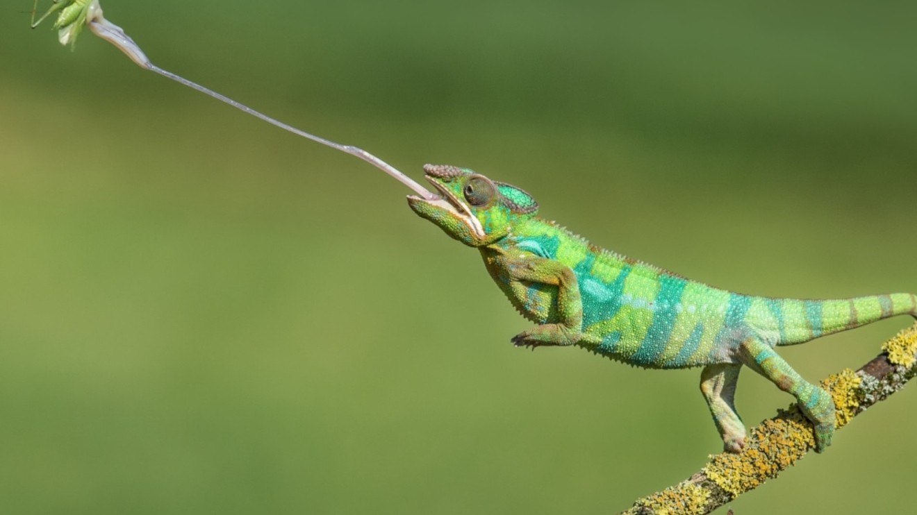 Nature's Fast Attacks