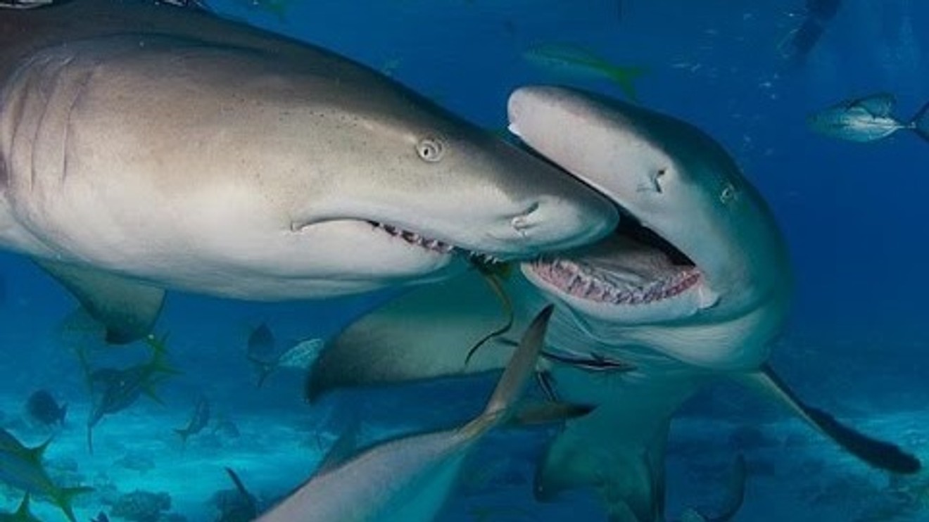 Žraloci kanibalové