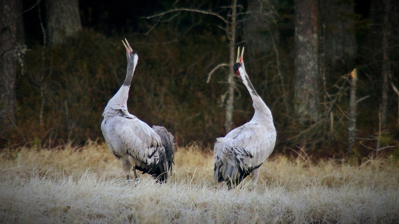 Estonská říše losů