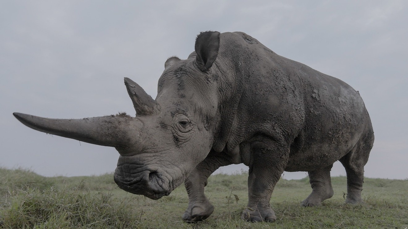 Poslední z nosorožců: Nová naděje