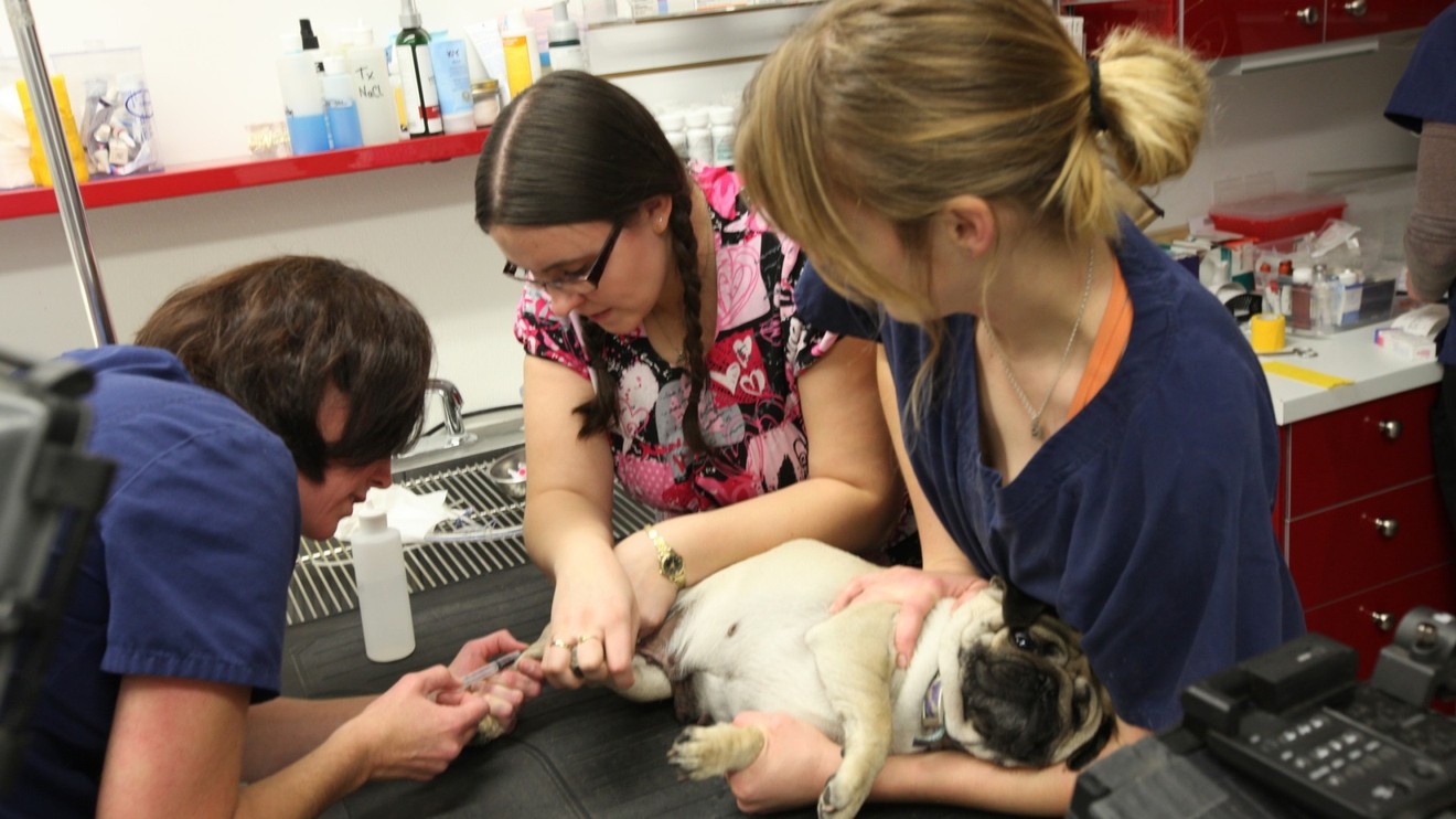 Yukonská veterinářka