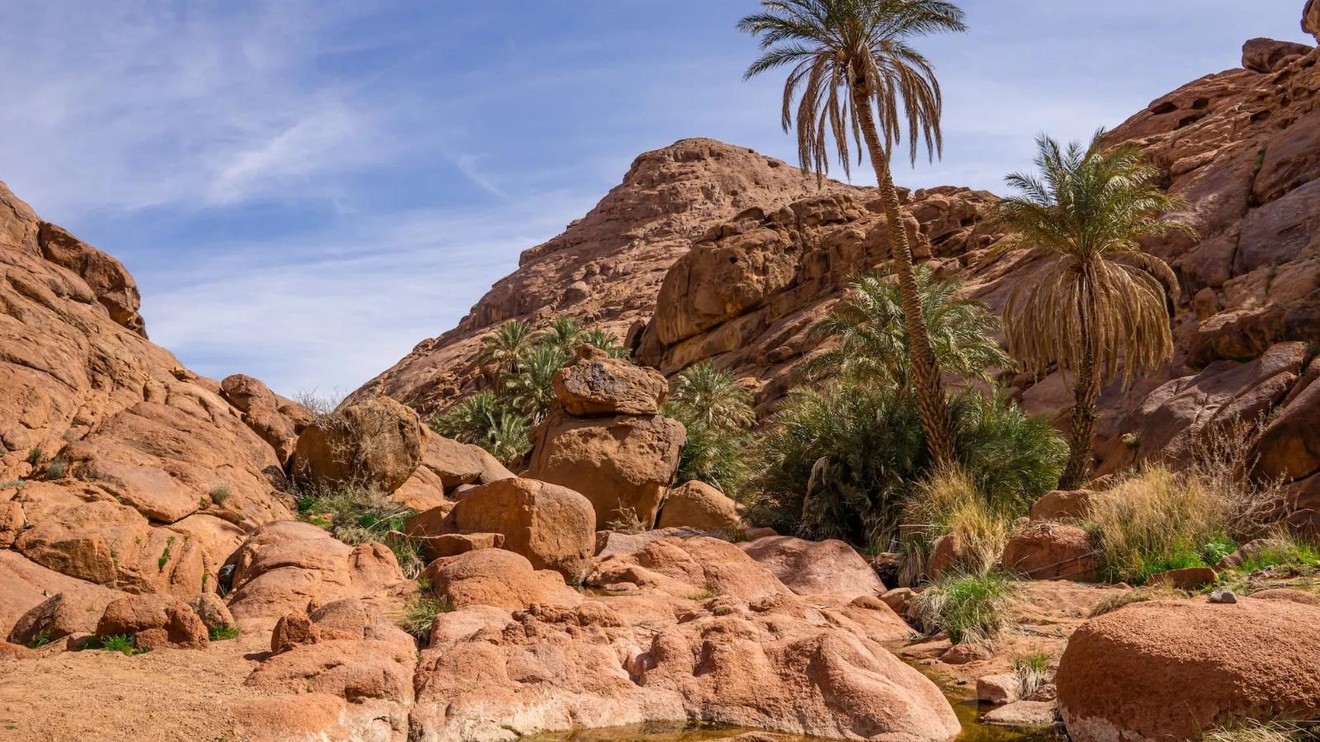 Wild Arabia