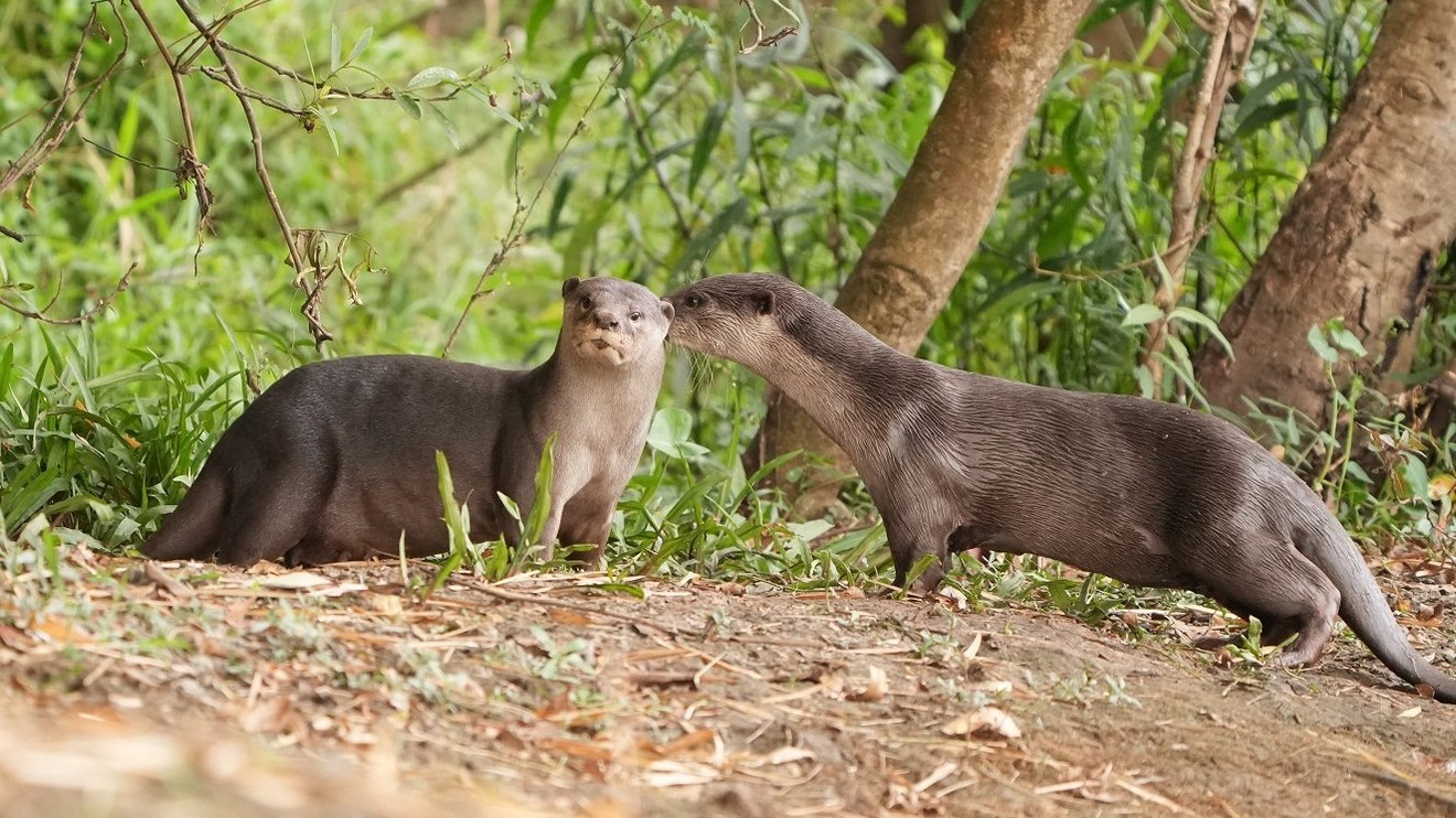 Vydří deník - 5 let s vydrami