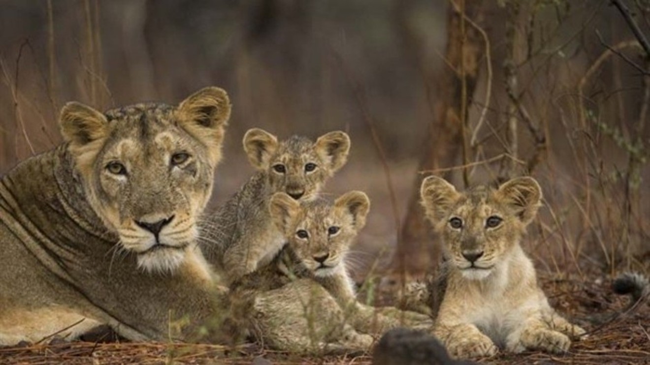 Secrets of Wild India
