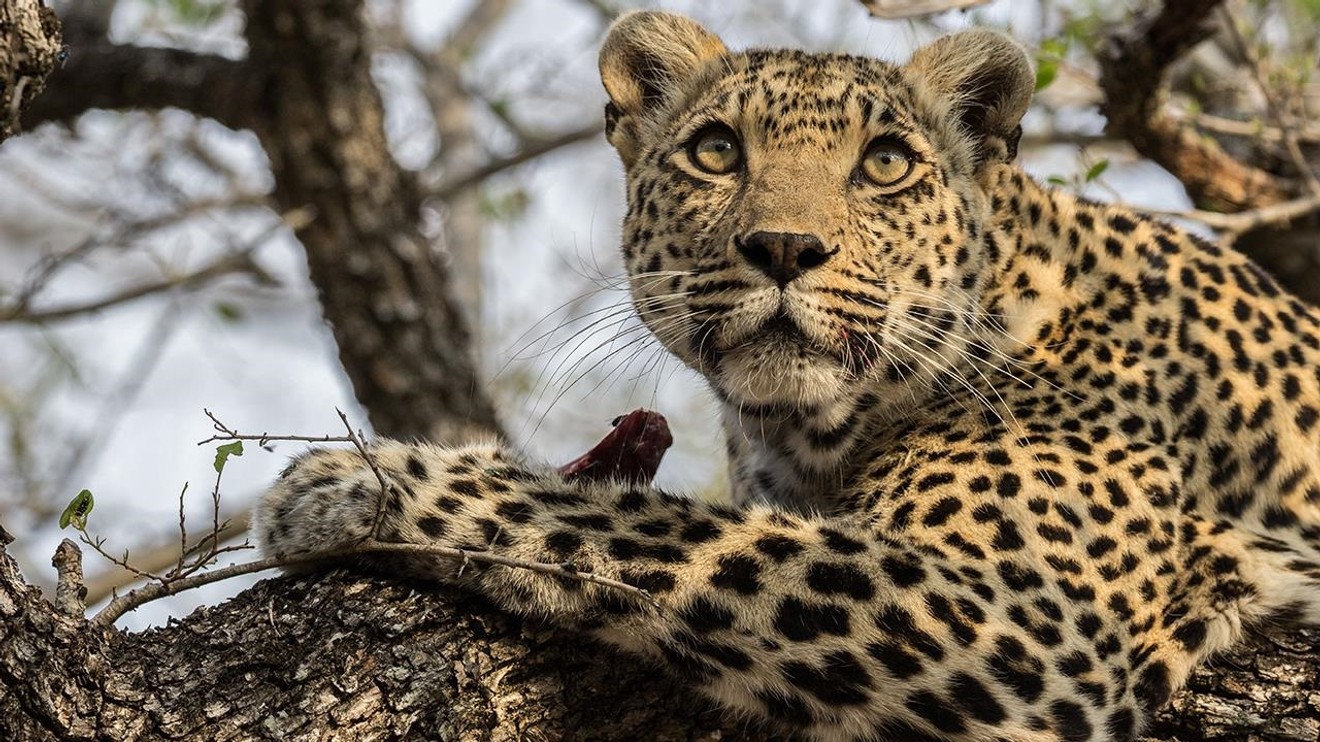 A Game of Leopard Thrones