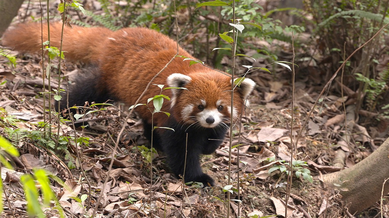 Záhady kouzelných lesů