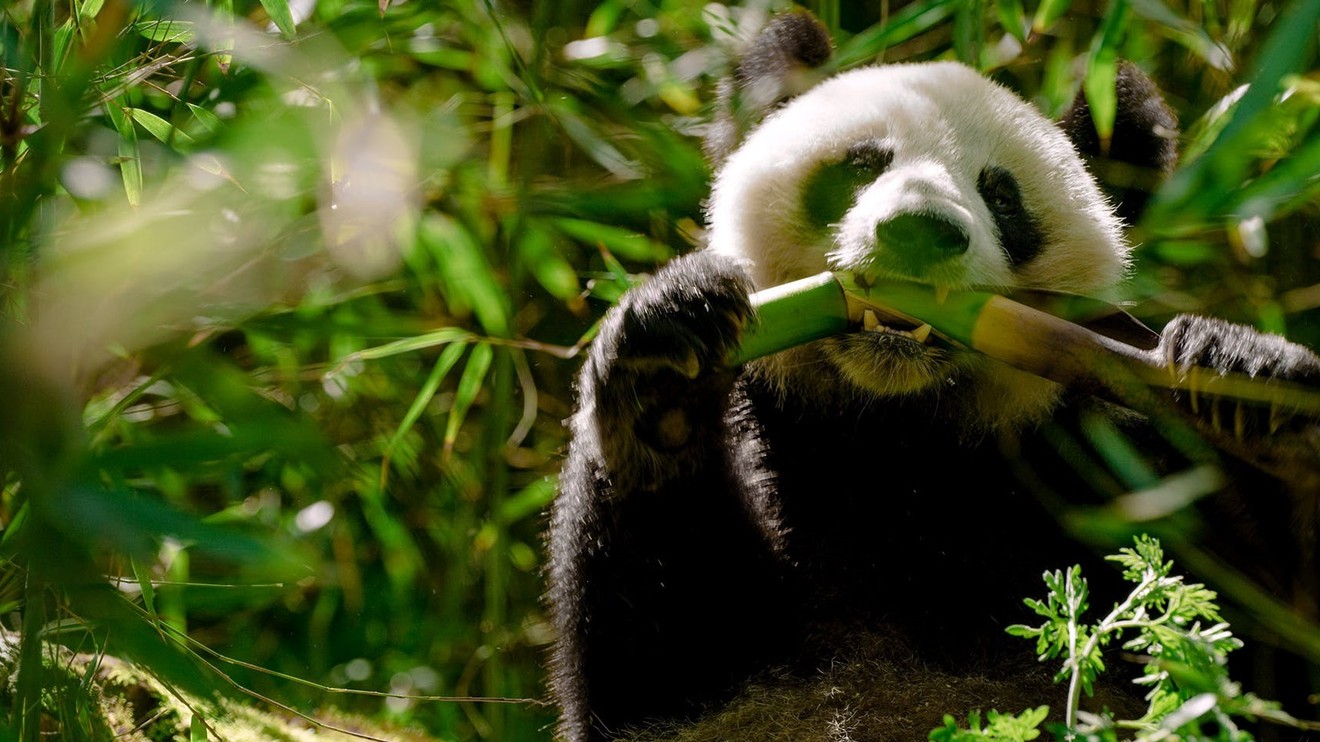 The Hidden Kingdoms of China