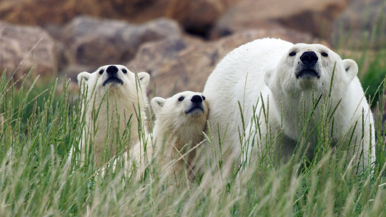 Kanada: Jak přežít divoký sever