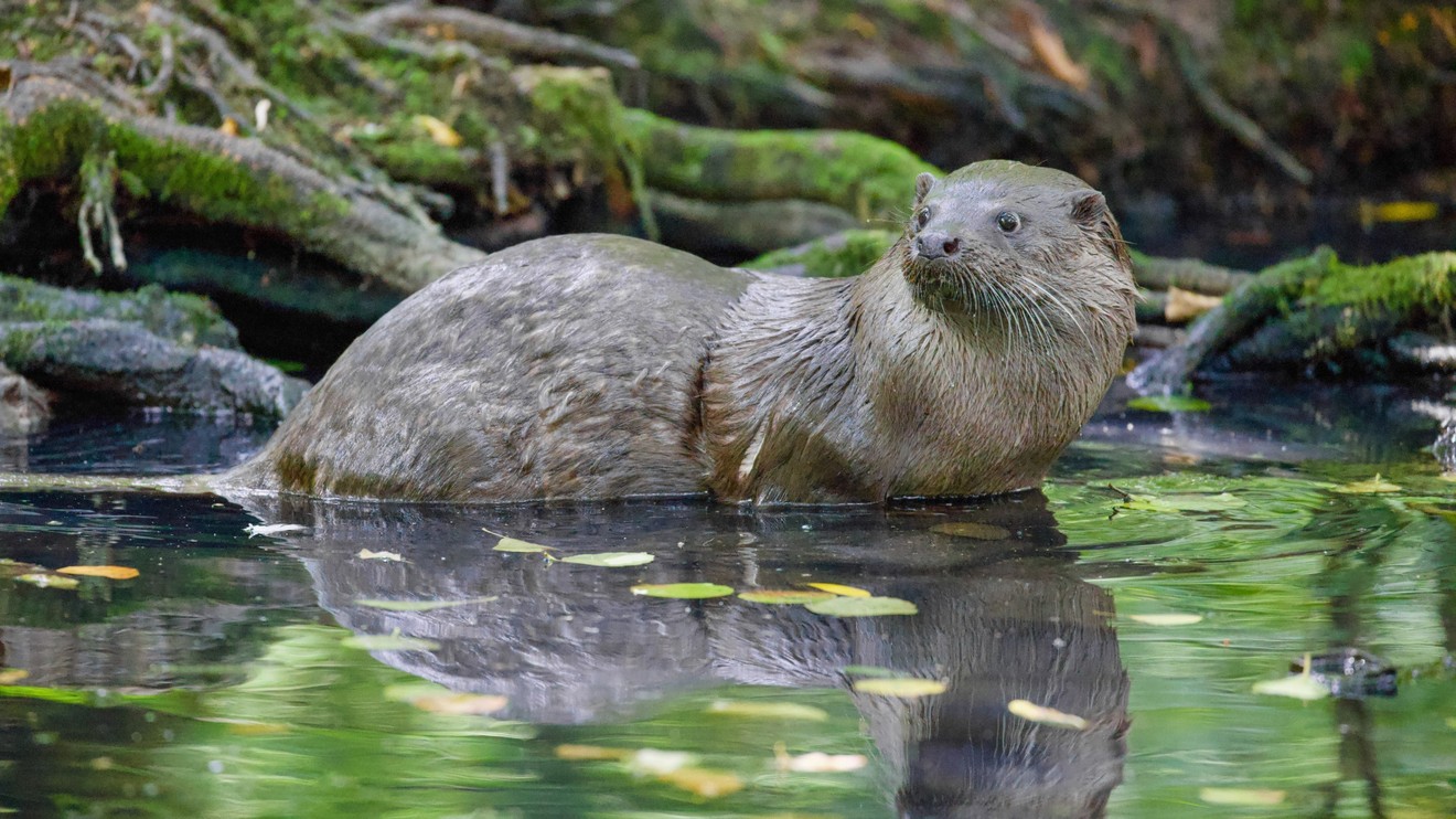 Divoký východ Polska