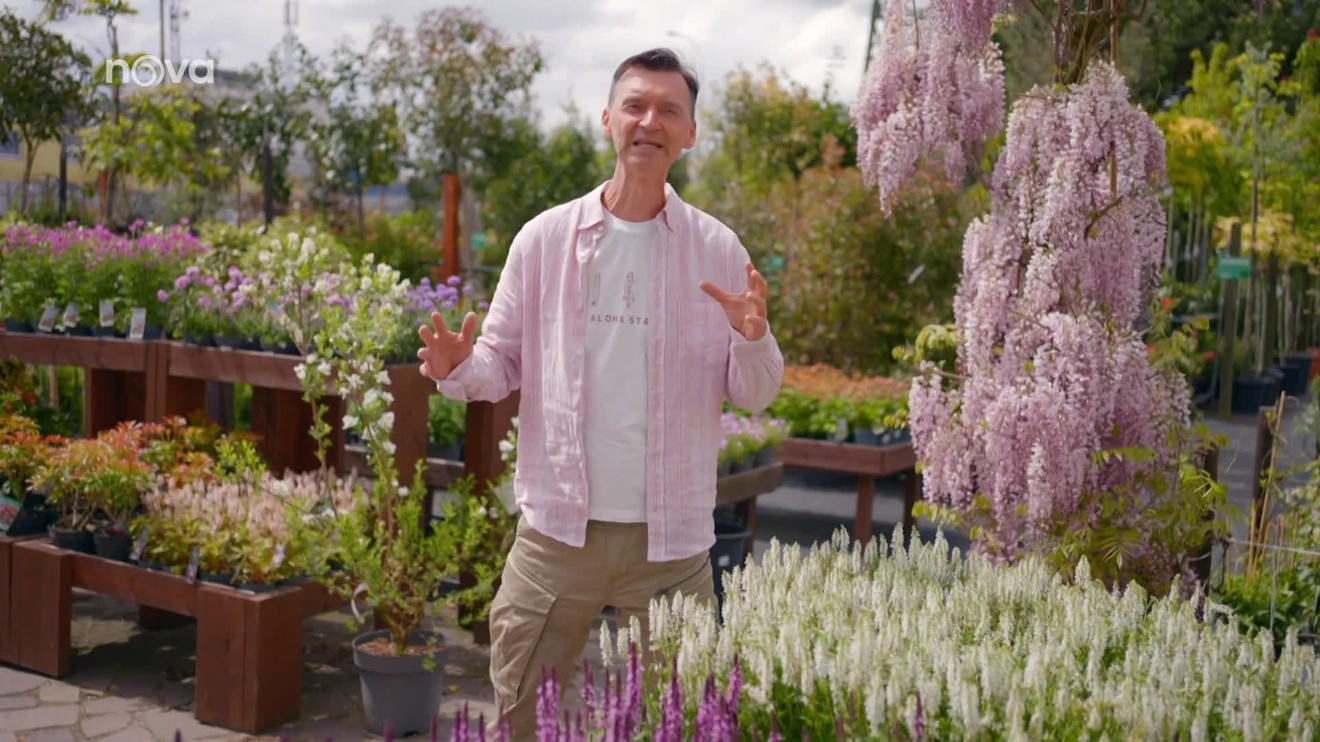 26. díl - Listová zelenina