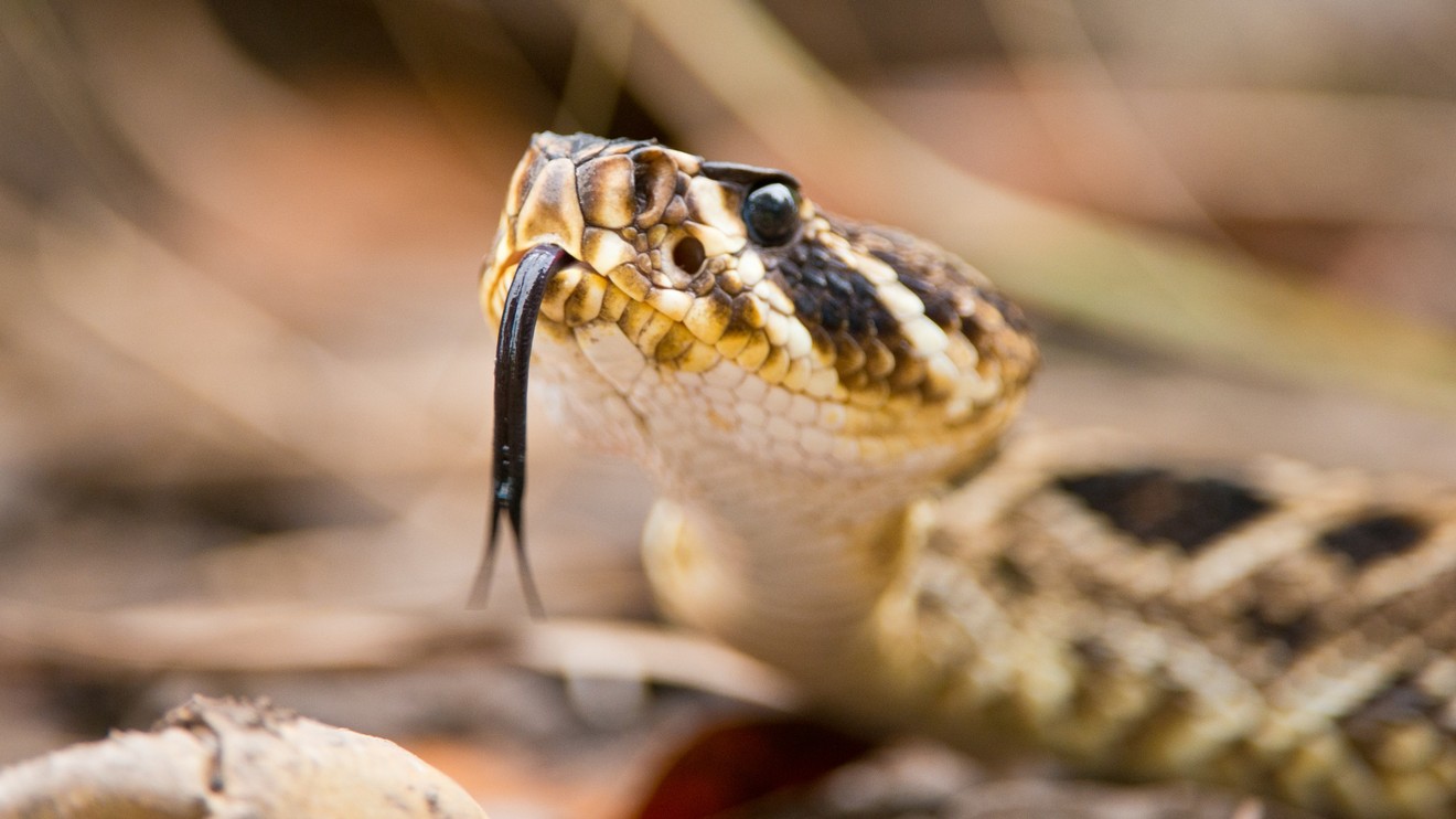 Nespoutaná Florida: Království plazů