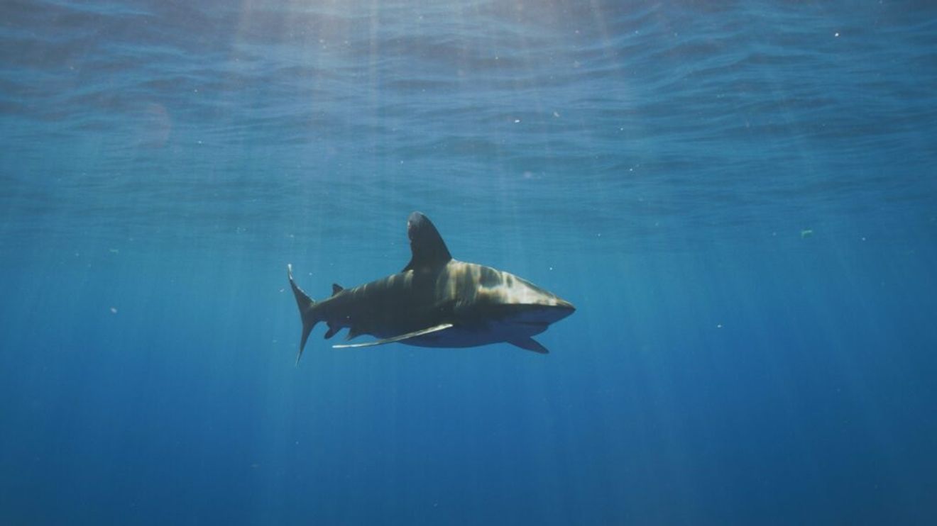 Žraloci zblízka s Bertiem Gregorym