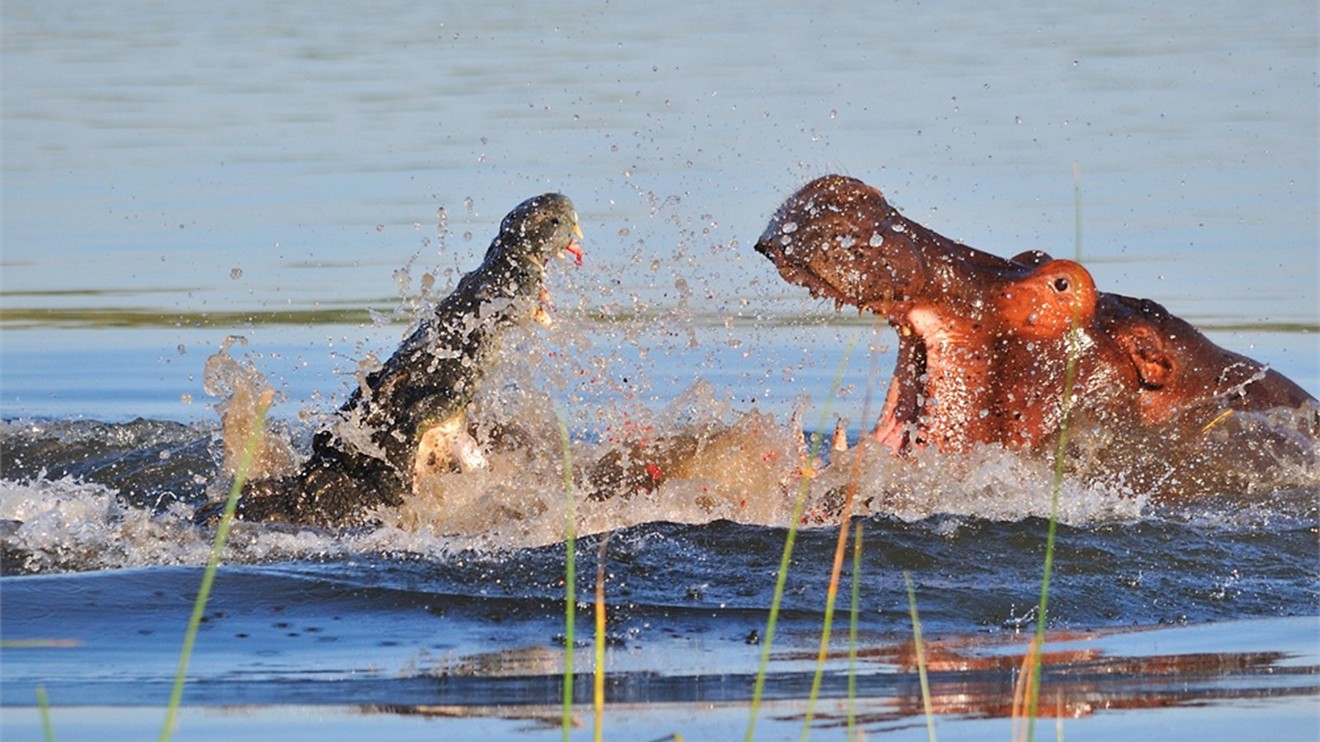 Hroch versus krokodýl