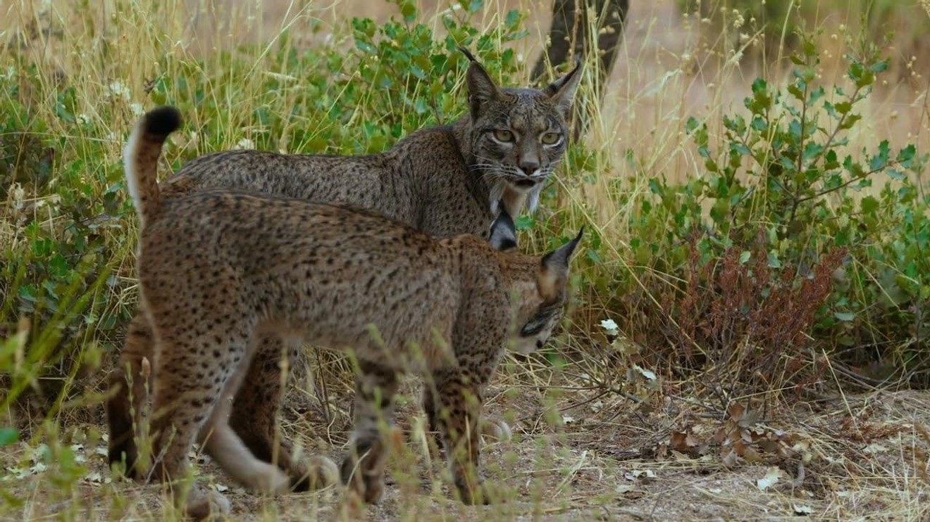 Wild Andalusia. The Iberian Lynx Land