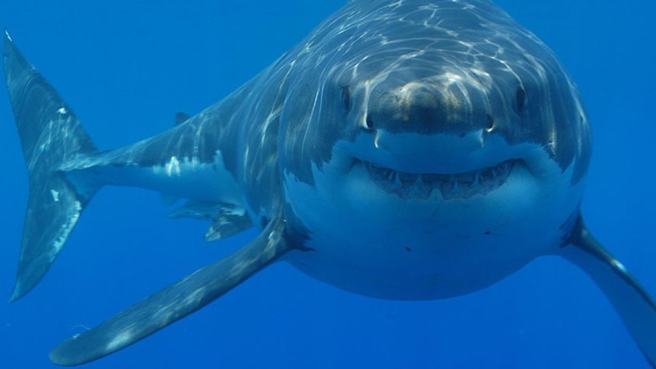 Žraloci z podsvětí