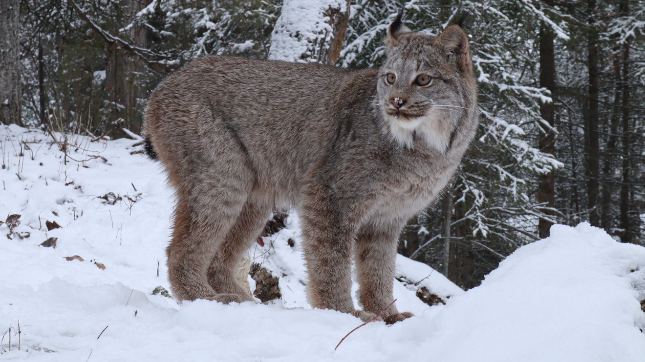 Americká hranice: Divočina severu