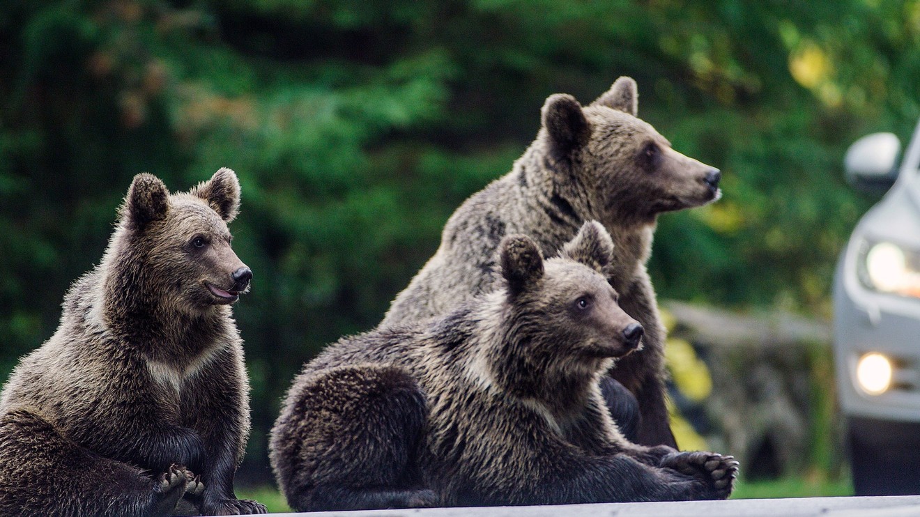 Transylvánští medvědi domácí