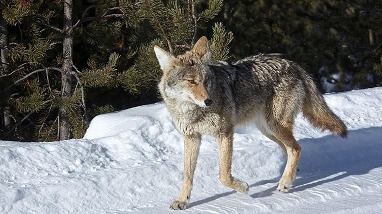 Vzestup černého vlka
