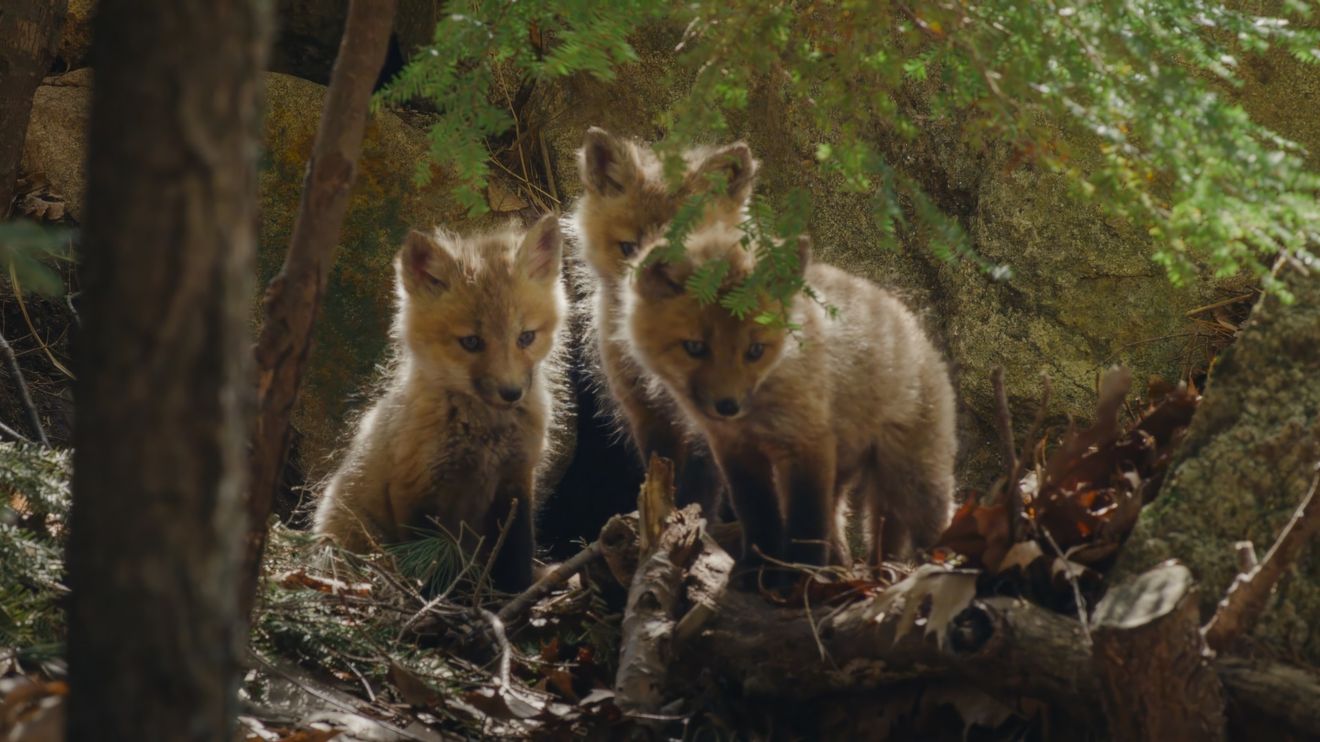 Zázraky divoké přírody Nové Anglie