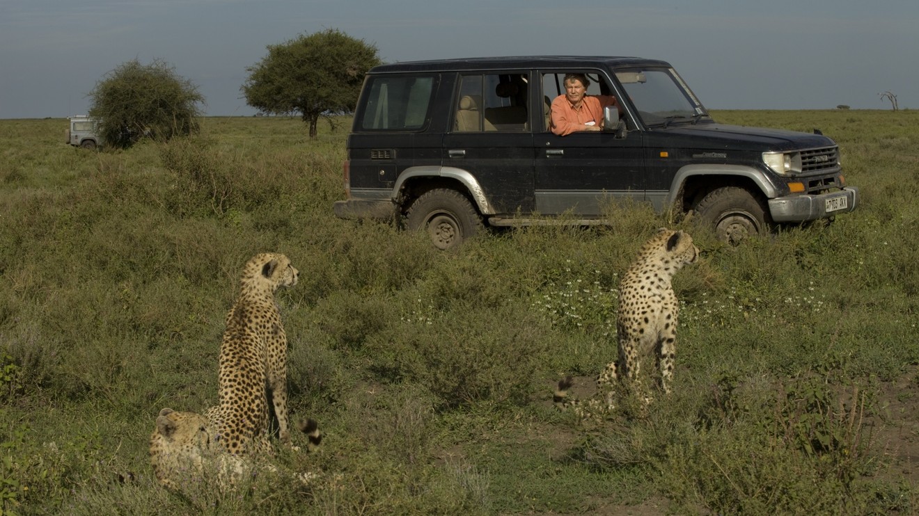 Války koček: Lev versus gepard