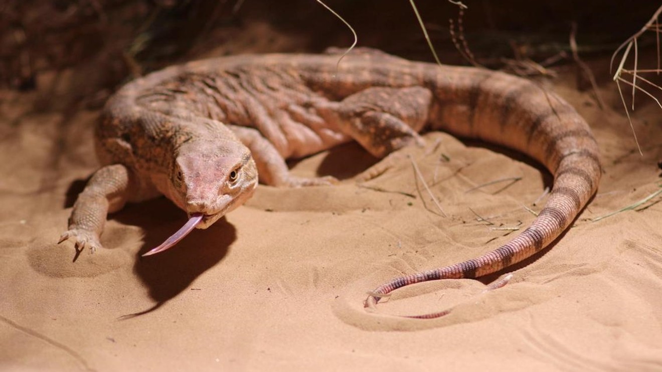 Úžasná zvířata Dubaje