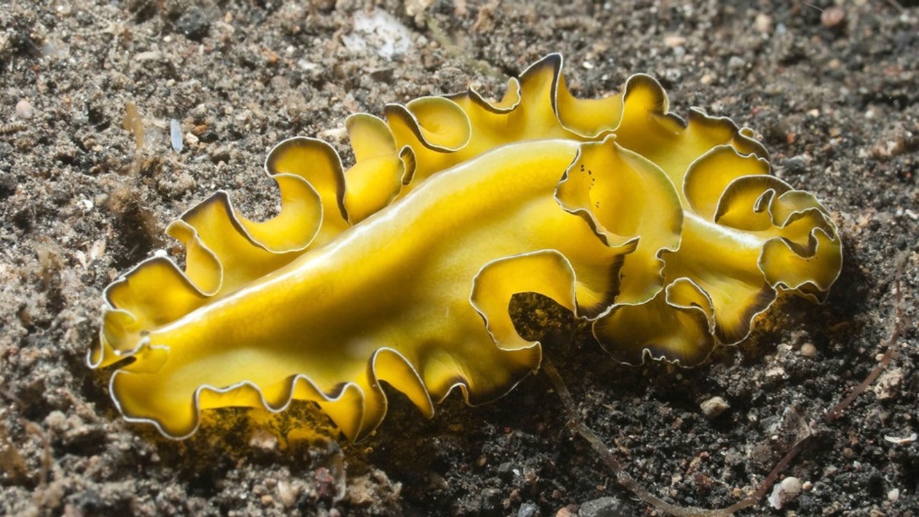 Nejpodivnější zvířata světa