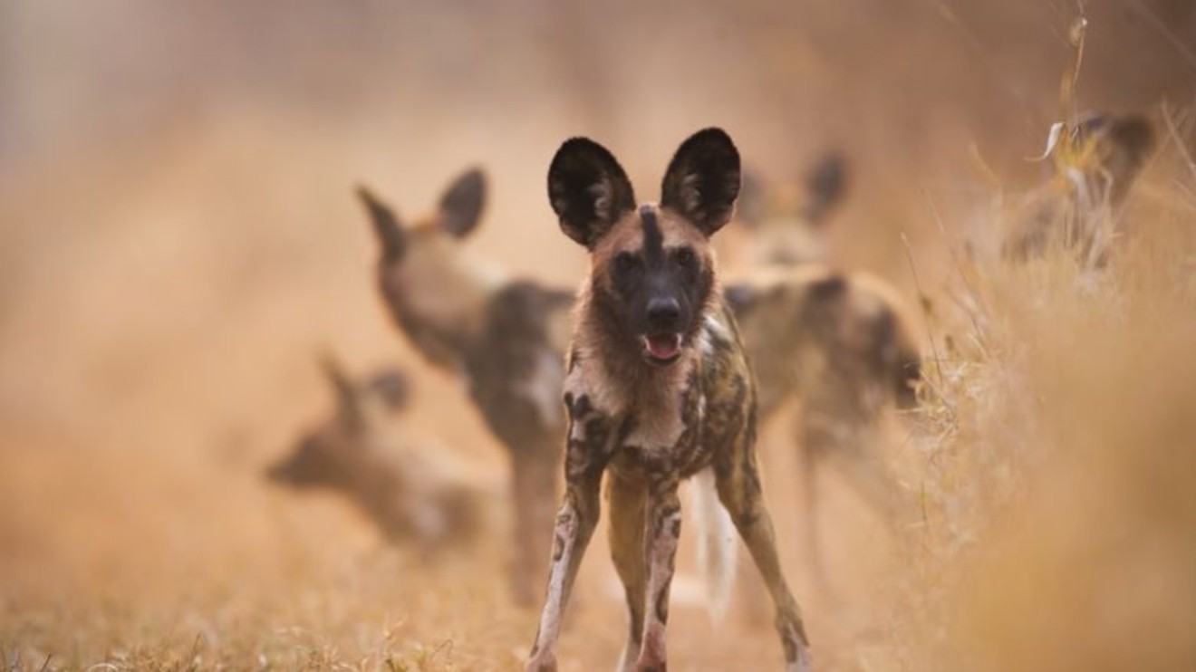 Divocí psi v zemi lvů