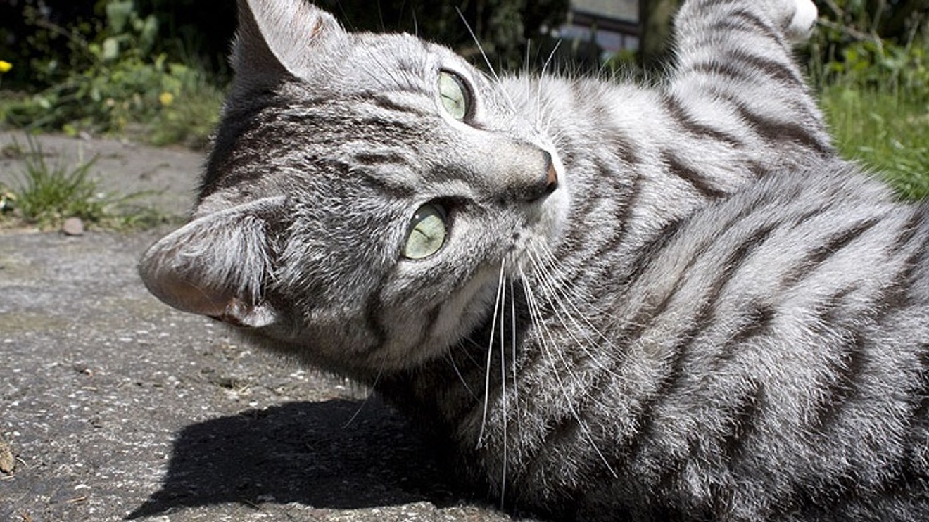 Cats of Claw Hill