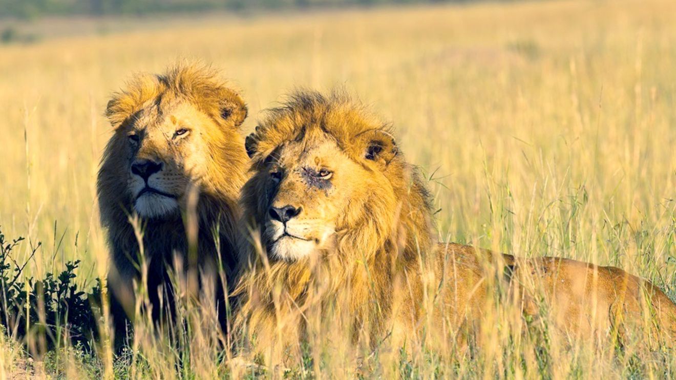 Brotherhood of Lions