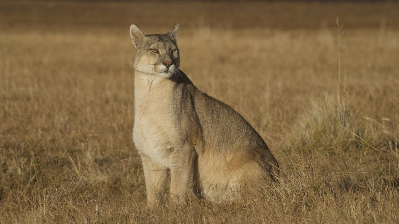 Impozantní migrace zvířat - Patagonie
