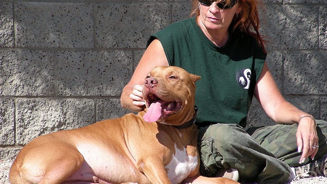 Pitbulové a propuštění trestanci